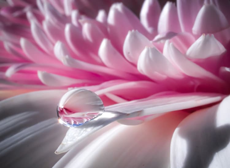 fotografía flores claves|fotografía lavanda|fotografía flores