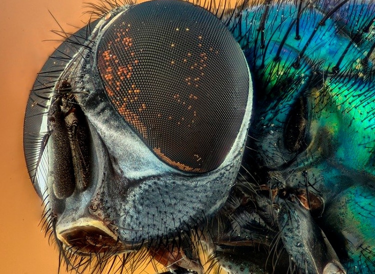 La fotografía macro explicada al máximo detalle|foto con macro|fotografía con objetivo macro|objetivo macro|ojo macroobjetivo
